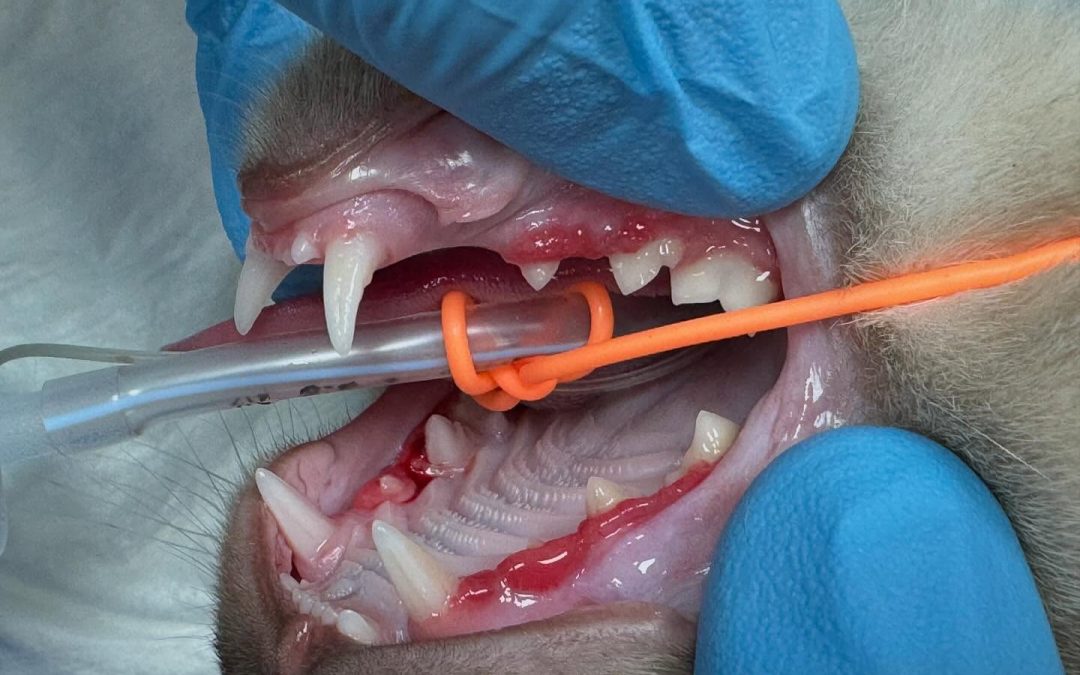 Hiperplasia gengival juvenil felina