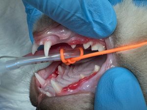 Dentisteria e Odontologia: Hiperplasia gengival juvenil felina