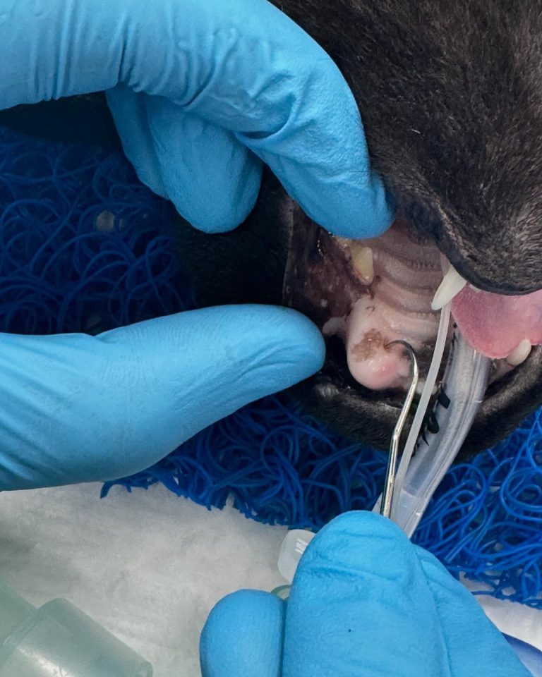 Dentisteria e Odontologia: Fístula após perda dentária em gato