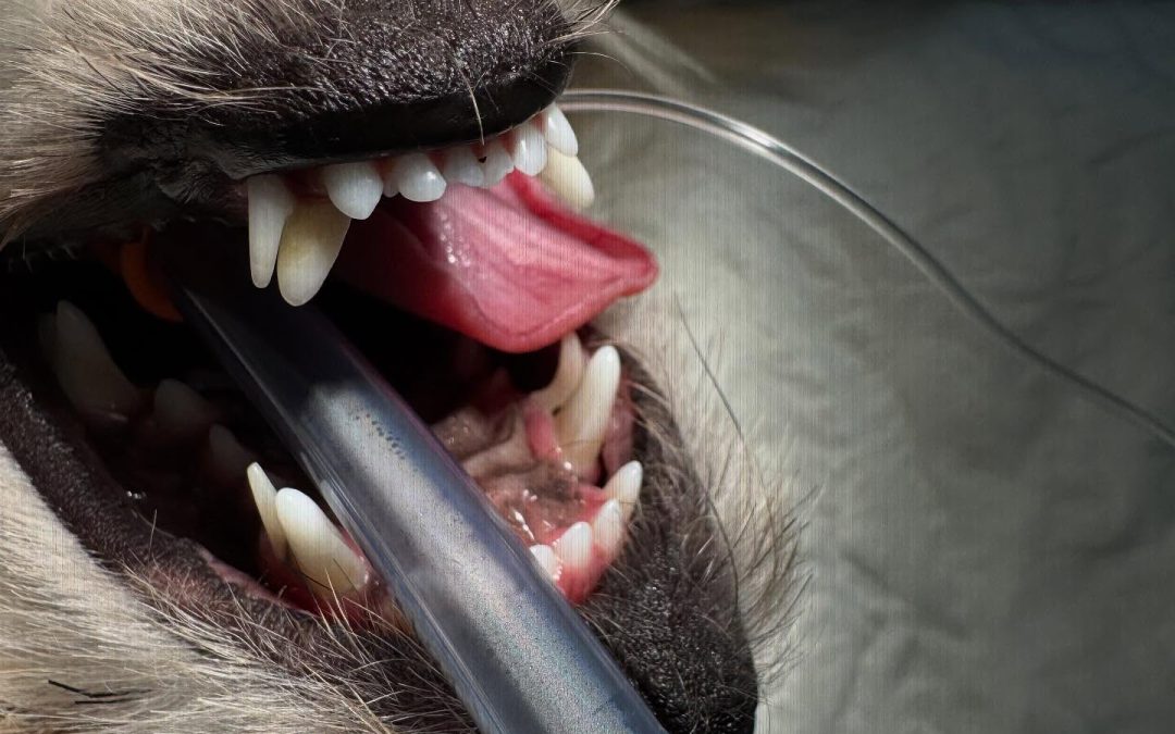 Dentes de leite retidos em cães