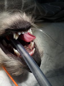 Dentisteria e Odontologia: Dentes de leite retidos em cães (imagem 1 de 3)