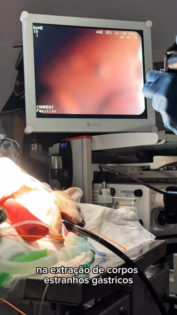Endoscopia: Ingestão de anzol em cães e gatos