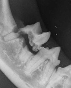 Dentisteria e Odontologia: Diagnóstico oral com sedação e radiografia (imagem 3 de 3)