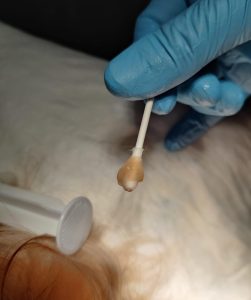 Endoscopia: Otite secretória em Cavalier King Charles (imagem 4 de 4)