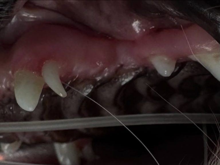 Dentisteria e Odontologia: Dentes inclusos em animais jovens (imagem 1 de 4)