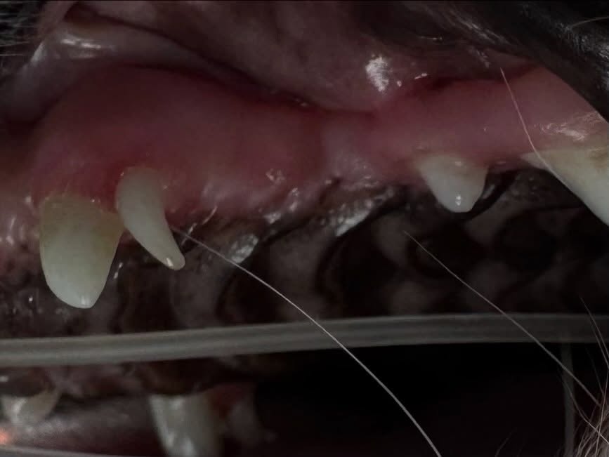 Dentes inclusos em animais jovens