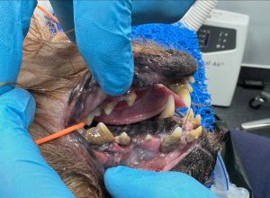 Dentisteria e Odontologia: Doença periodontal terminal em caso extremo (imagem 6 de 9)