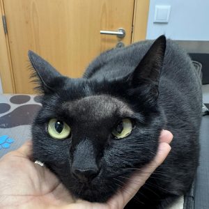 Oncologia: Carcinoma felino com lesão osteolítica invasiva (imagem 1 de 5)