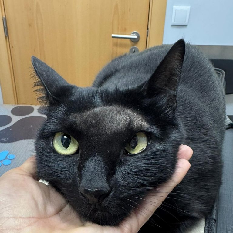 Oncologia: Carcinoma felino com lesão osteolítica invasiva (imagem 1 de 5)