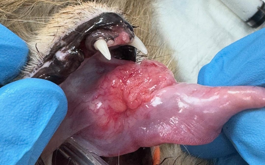 Tumores da língua em gatos