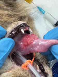 Oncologia: Tumores da língua em gatos
