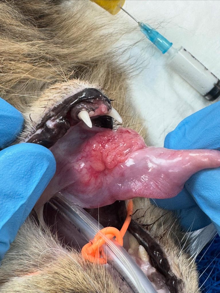 Oncologia: Tumores da língua em gatos