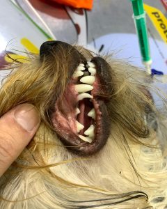 Dentisteria e Odontologia: Retenção de dentes de leite em cães