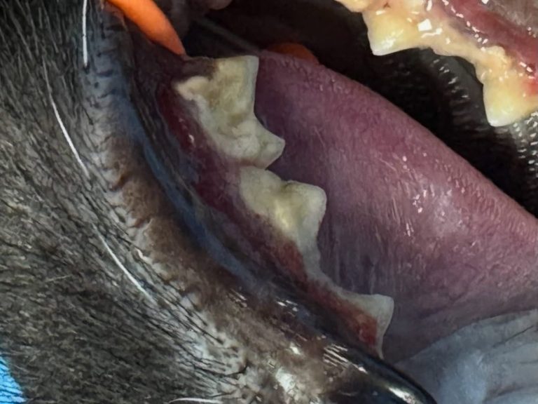 Dentisteria e Odontologia: Tratamentos orais exigem radiografia e anestesia (imagem 1 de 2)