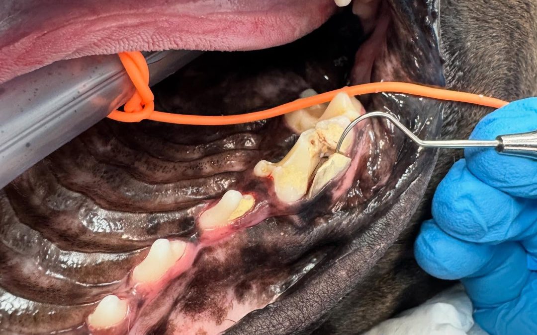Fratura do pré-molar maxilar em cães