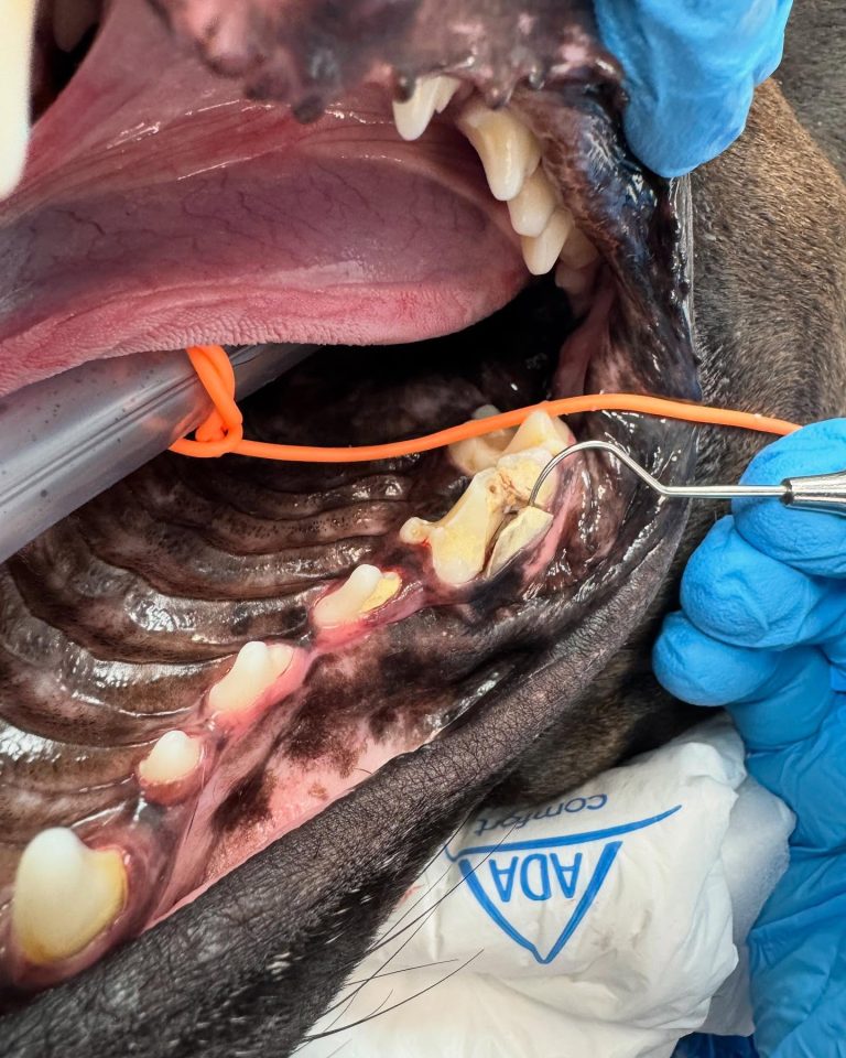 Dentisteria e Odontologia: Fratura do pré-molar maxilar em cães