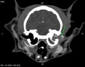 Endoscopia: Pólipos auriculares em gatos (imagem 1 de 3)