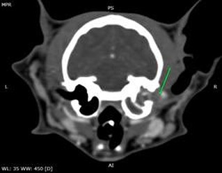 Endoscopia: Pólipos auriculares em gatos (imagem 1 de 3)