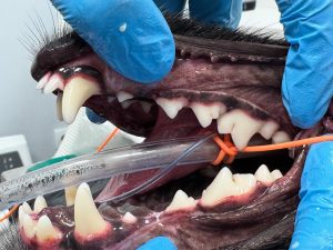 Dentisteria e Odontologia: Doença periodontal em animais jovens (imagem 4 de 4)