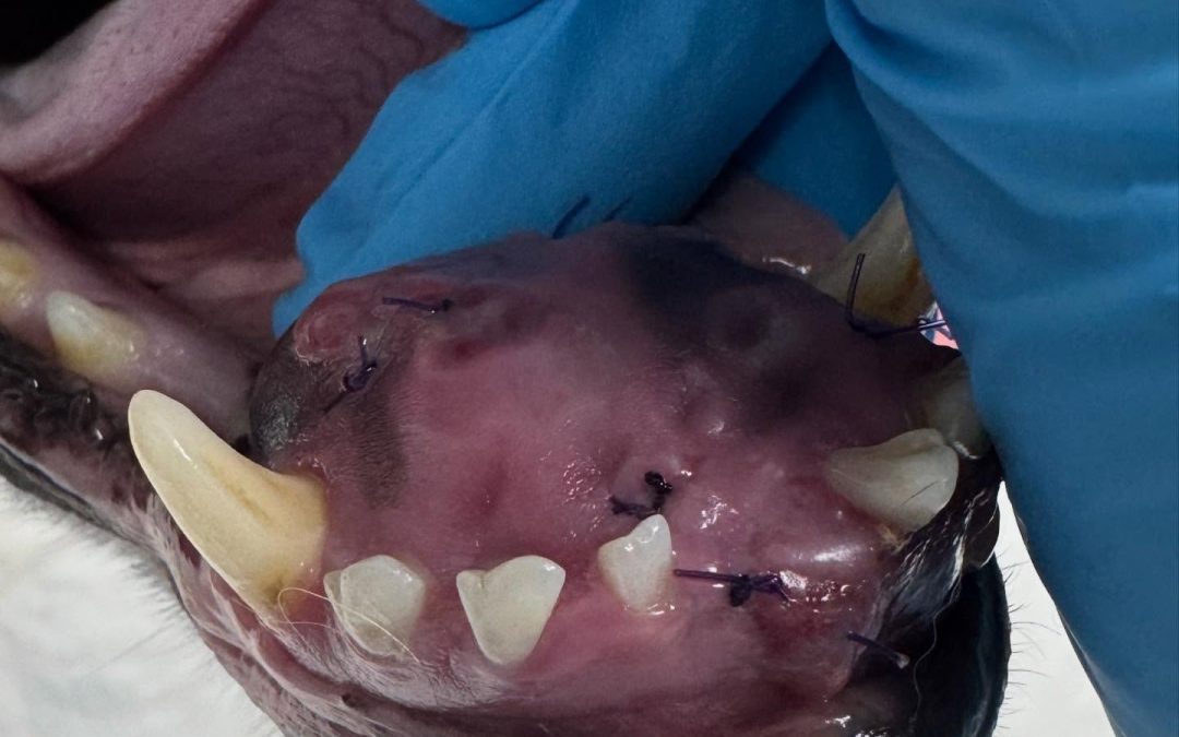Granuloma oral raro em cão