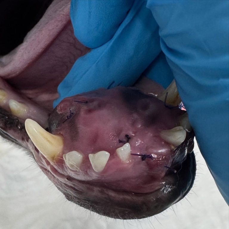 Oncologia: Granuloma oral raro em cão (imagem 1 de 2)