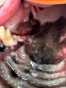 Dentisteria e Odontologia: Dentes a mais ou em falta em cães e gatos (imagem 3 de 3)