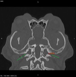Medicina Interna: Braquicefalia e otites de difícil tratamento (imagem 1 de 3)