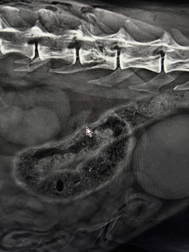 Radiologia: Radiografias ortogonais no diagnóstico veterinário (imagem 1 de 2)