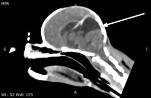 Imagiologia: Hidrocefalia em cão jovem de raça miniatura (imagem 1 de 2)