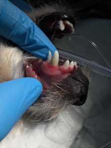 Dentisteria e Odontologia: Dentes de leite retidos em cães (imagem 2 de 3)