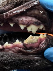 Dentisteria e Odontologia: Fratura do P4 e fístula infraorbitária (imagem 4 de 5)