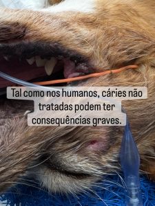 Dentisteria e Odontologia: Cáries dentárias em cães e gatos (imagem 3 de 3)