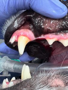 Dentisteria e Odontologia: Dentes a mais ou em falta em cães e gatos (imagem 1 de 3)