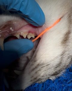 Dentisteria e Odontologia: Diagnóstico oral com sedação e radiografia (imagem 1 de 3)
