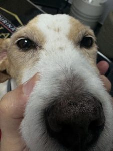 Medicina Interna: Atrofia dos músculos mastigatórios em cão (imagem 3 de 3)