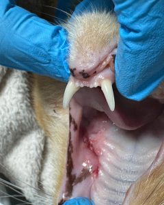 Dentisteria e Odontologia: Suturas na cavidade oral veterinária (imagem 2 de 2)