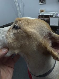 Medicina Interna: Atrofia dos músculos mastigatórios em cão (imagem 1 de 3)