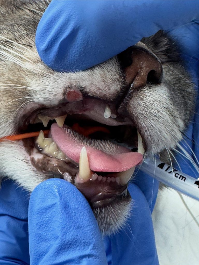Dentisteria e Odontologia: Trauma labial por contacto do canino (imagem 1 de 2)