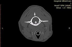 Oncologia: Carcinoma oral agressivo em cão (imagem 1 de 3)