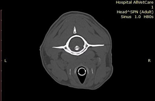 Carcinoma oral agressivo em cão
