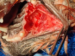 Dentisteria e Odontologia: Quistos dentígenos em dentes não erupcionados (imagem 2 de 2)