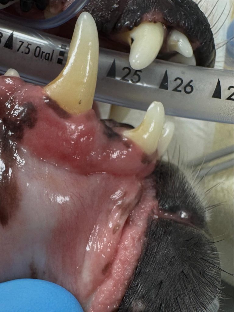 Oncologia: O mistério dos casos clínicos duplicados (imagem 1 de 4)