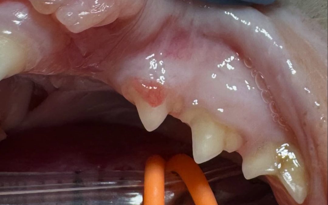 Reabsorção dentária felina: sinal patognomónico