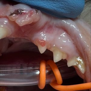 Dentisteria e Odontologia: Reabsorção dentária felina: sinal patognomónico