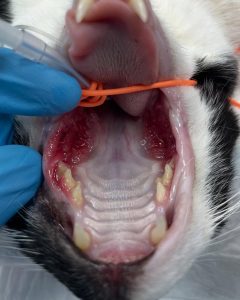 Dentisteria e Odontologia: Gengivoestomatite crónica felina (imagem 2 de 2)