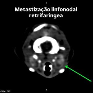 Oncologia: Adenocarcinoma salivar no palato de um gato (imagem 3 de 4)