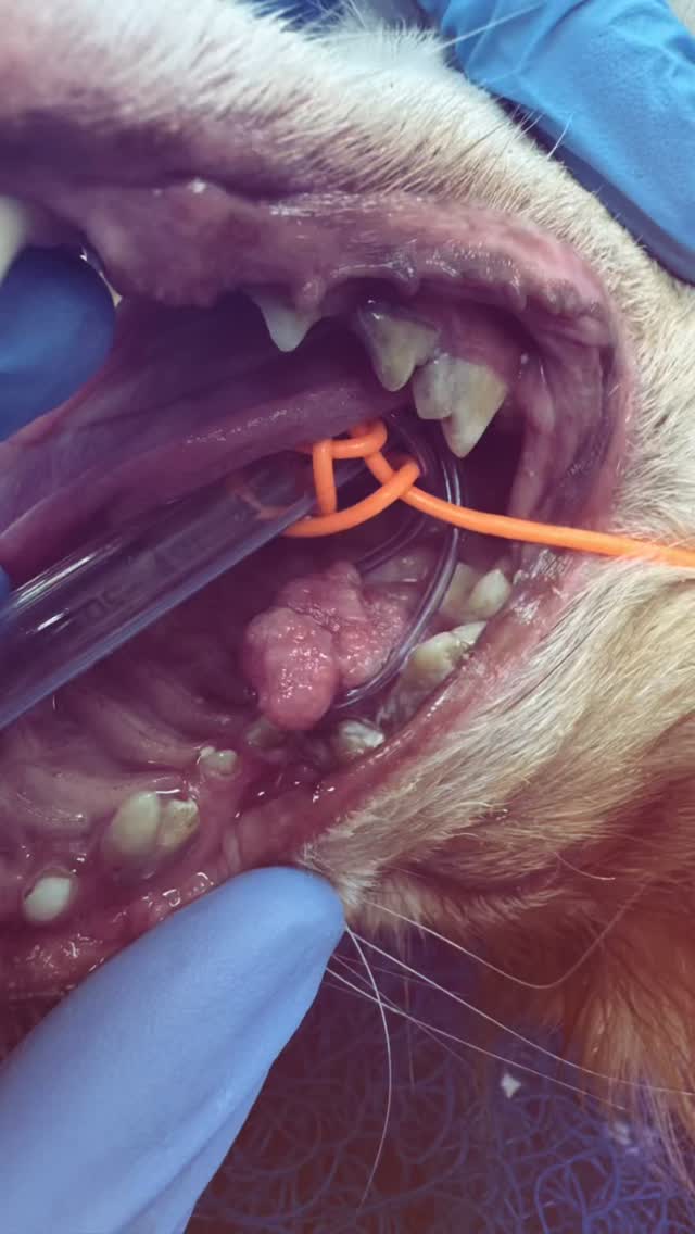 Dentisteria e Odontologia: Fibroma odontogénico em cães