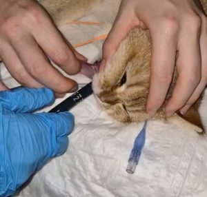 Endoscopia: Gastroscopia remove corpo estranho em gato (imagem 3 de 3)