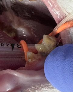 Dentisteria e Odontologia: Radiografia intraoral no tratamento periodontal (imagem 3 de 4)