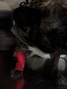 TAC: Otite média com extensão ao ouvido interno (imagem 1 de 3)